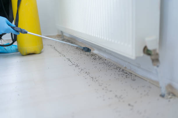 Best Local Pest Control Services  in Hidden Valley, IN
